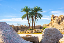 Palm Trees And Ruins