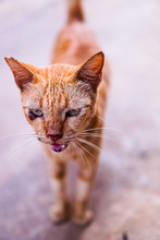 Wild Orange Cat With A Wound On Its Face