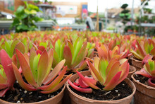 Crassula Capitella Plant's Photo. It Was Taken In A Store Selling Garden Products. Close Up.