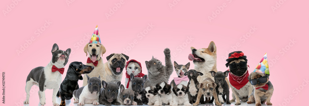 Lovely team of cats and dogs posing while being dressed up Stock Photo ...