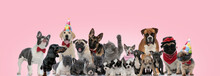 Large Group Of Cat And Dogs Posing Wearing Birthday Hats