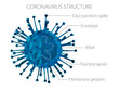 Coronavirus structure molecular protein membrane epidemic virus