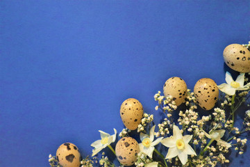 Wall Mural - Easter concept. Quail eggs on a blue background. Flowers spring daffodils.