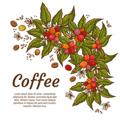 Wall Mural - Vector coffee plants color banners. Design templates for advertising