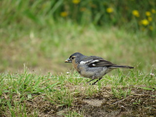 Finch of the Azores