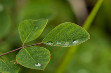 Poster - green leaf with water drops