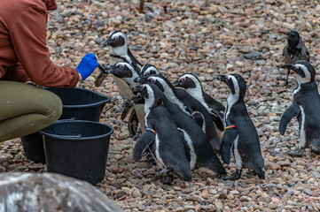 Wall Mural - penguins being fed at the zoo