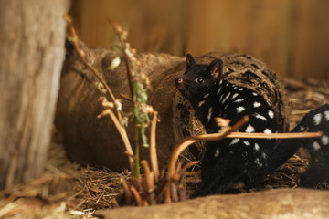 Wall Mural - eastern quoll - dasyurus viverrinus also the eastern native cat, medium-sized carnivorous dasyurid m
