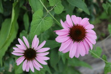 Double Pink Flowers