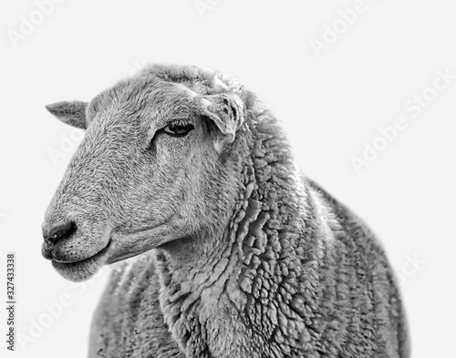 Fotomural A fluffy black and white cute farm yard sheep