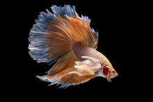 Beautiful Colors"Halfmoon Betta" Capture The Moving Moment Beautiful Of Siam Betta Fish In Thailand On Black Background