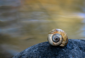 Spiral shell of a mollusk or snail