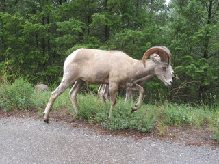 Mountain Sheep Charging