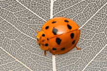 Close-up Of A Ladybug On A Leaf, Indonesia