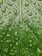 Close-up Of A Water Droplets On A Leaf