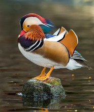 The Male Mandarin Duck Is Standing Resting On A Rock.