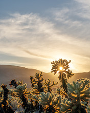 Cholla Cactus Garden Sunset In Joshua Tree National Park