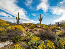 Saguaro Cactus With Blue Sky