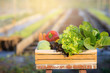 © NT_studio - Fresh organic raw vegetable and fruit in basket for salad in hydroponic farm, vegetarian and healthy food or ingredient and herb for cooking health, harvest for farm, nutrition concept.