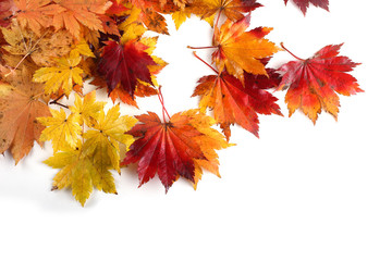 autumn maple leaves