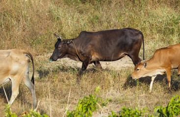 Cow in the field