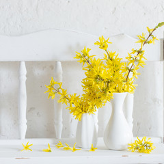 Wall Mural - forsythia  in vase on white background