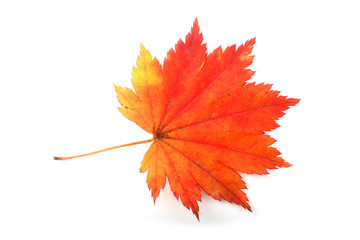 autumn maple leaf