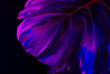 Monstera Leaf In Blue Neon Light Close Up. Creative Photo