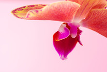 Close Up Of An Orchid Bud On Pink Pastel Background. Creative Photo