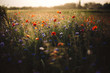 canvas print picture - Poppy and cornflowers in sunset light in summer meadow. Atmospheric beautiful moment. Copy space. Wildflowers in warm light, flowers in countryside. Rural simple life