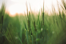 Rye Or Barley Green Stems In Sunset Light In Summer Field, Selective Focus. Herbs And Wheat Close Up In Warm Light, Summer In Countryside. Atmospheric Beautiful Moment. Organic Farm
