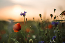 Poppy And Cornflowers In Sunset Light In Summer Meadow, Selective Focus. Atmospheric Beautiful Moment. Wildflowers In Warm Light, Flowers Close Up In Countryside. Rural Simple Life