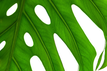Creative background of a monstera plant leaf. Backdrop