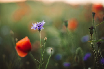 Wall Mural - Poppy and cornflowers in sunset light in summer meadow, selective focus. Atmospheric beautiful moment. Wildflowers in warm light, flowers close up in countryside. Rural simple life