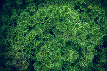 Tropical Fern Leaves, Jungle Leaves Green Pattern Background.