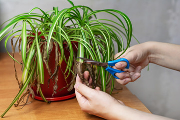 Hands cutting off withered leaf tips with scissors. Shriveled plant, flower Chlorophytum. Renewal of spider plant.