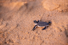 Baby Green Sea Turtle Hatchlings On The Beach At Sunset Okinawa Japan. Conservationists Working To Protect Endangered Animals.