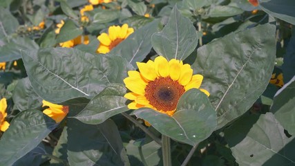 Wall Mural - Beautiful nature of Sunflowers field  in summer season