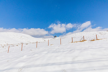 Wall Mural - Daegwallyeong Sky sheep Ranch in Gangwon Province in winter Snowfall