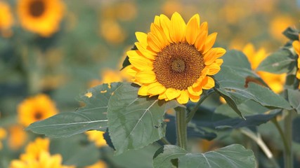 Wall Mural - Beautiful nature of Sunflowers field  in summer season