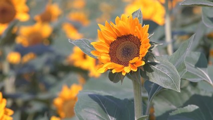Wall Mural - Beautiful nature of Sunflowers field  in summer season