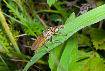 Poster - Raptorial fly (Asilella londti) 9