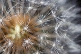 Fototapeta Dmuchawce - White dandelion (Taraxacum officinale) seeds macro, abstract background