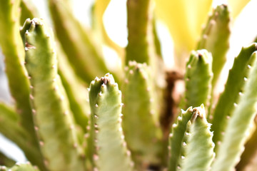 Wall Mural - Natural green background. Cactus leaves. Home plants in pots on the windowsill. Botany.