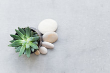 Small Potted Succulent Plant With White Pebbles On Light Grey Surface