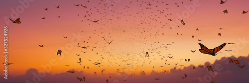 Cuadros en Lienzo swarm of monarch butterflies, Danaus plexippus group during sunset