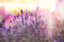 Selective And Soft Focus On Lavender, Lavender Flowers Lit By Sunlight In Flowerbad