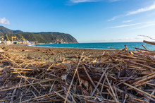 Wood And Waste Left By The Sea On The Beach In Front Of The Sea