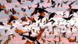 swarm of monarch butterflies, Danaus plexippus group during sunset 