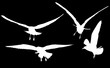 four gulls silhouettes white isolated group